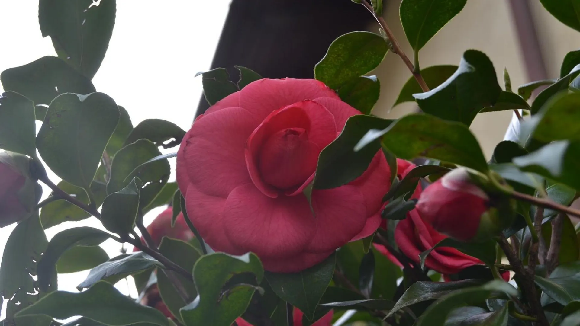 בית נופש La Rosa E La Spina - Casa Vacanze Indipendente Con Giardino Privato - Dervio, Lago Di Como איטליה